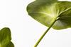 tfw141-15-leaf