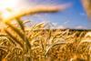 tfw145-tt-vivo-agribusiness